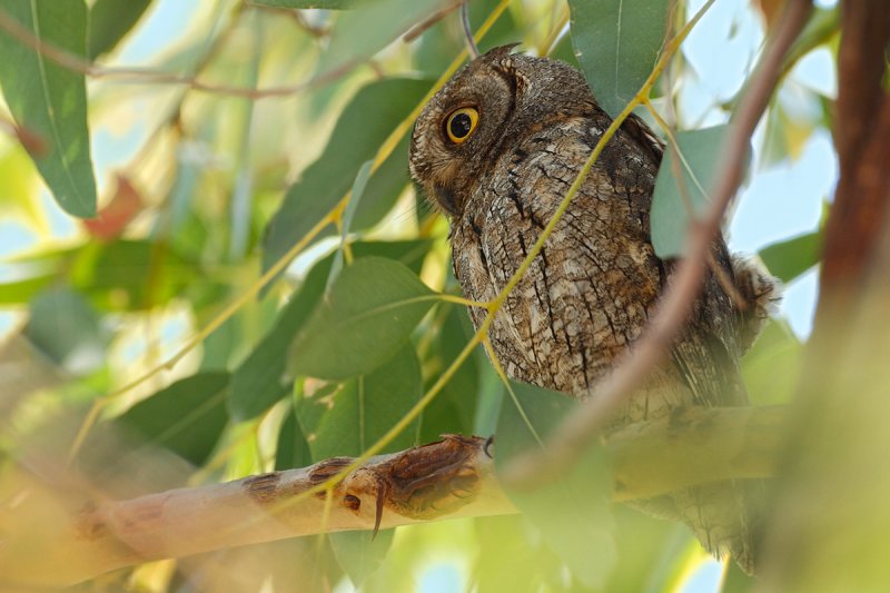 European Scops Owl (Otus scops)