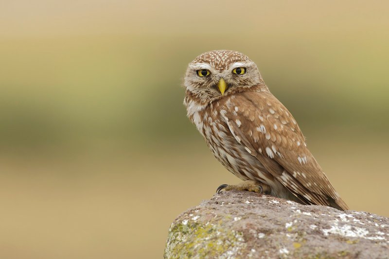 Little Owl (Athene noctua)