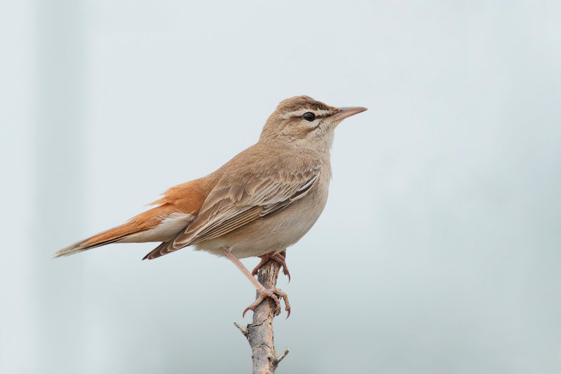Eastern Rufous-tailed Scrub-robin (Cercotrichas galactotes)