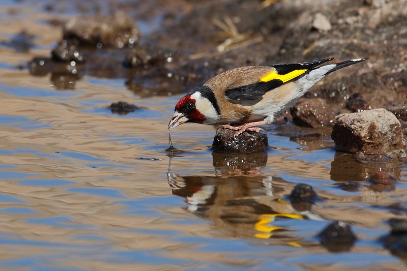 European Goldfinch (Carduelis carduelis)