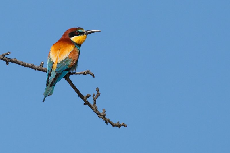 European Bee-eater(Merops apiaster)