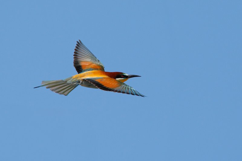 European Bee-eater(Merops apiaster)