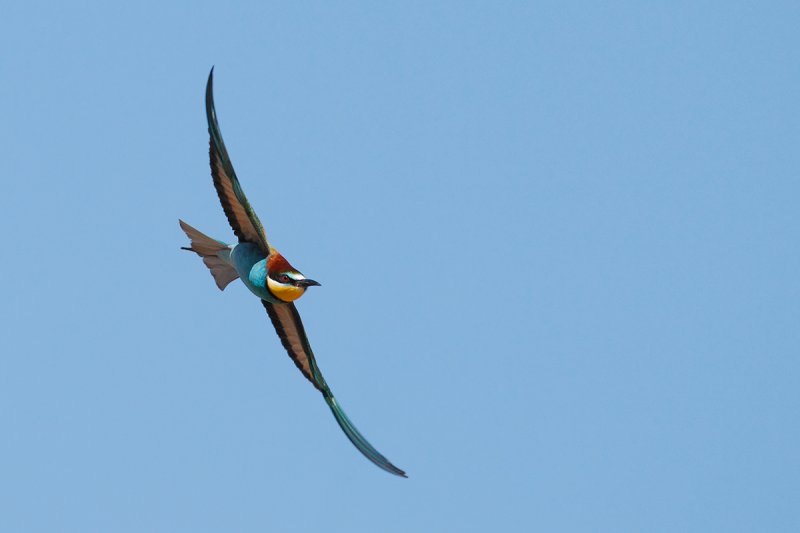 European Bee-eater(Merops apiaster)