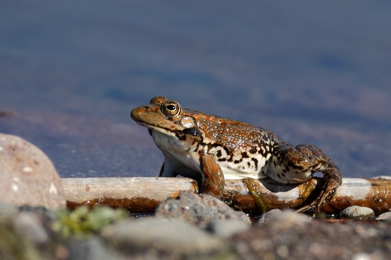 Frog