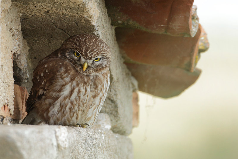 Little Owl (Athene noctua)