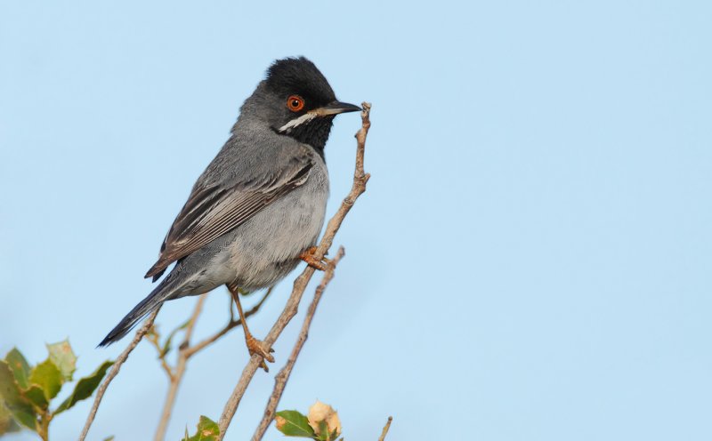 Rüppell's Warbler (Sylvia rueppelli)