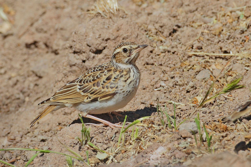 Woodlark (Lullula arborea) 