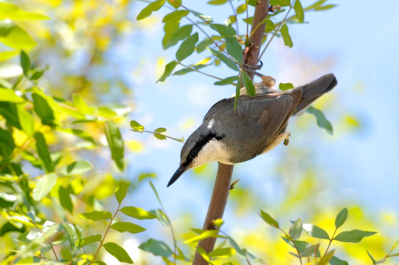 Rock Nuthatch (Sitta neumayer)