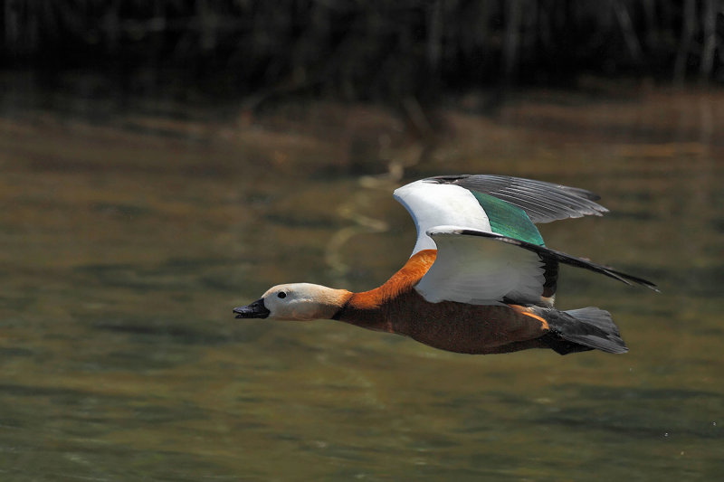 Ruddy Shelduck (Tadorna ferruginea) 