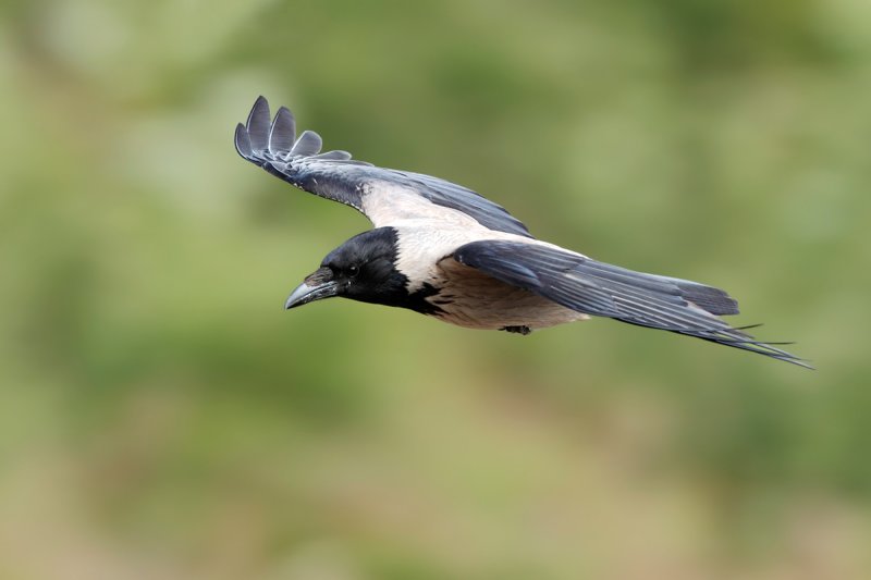 Hooded Crow (Corvus cornix)