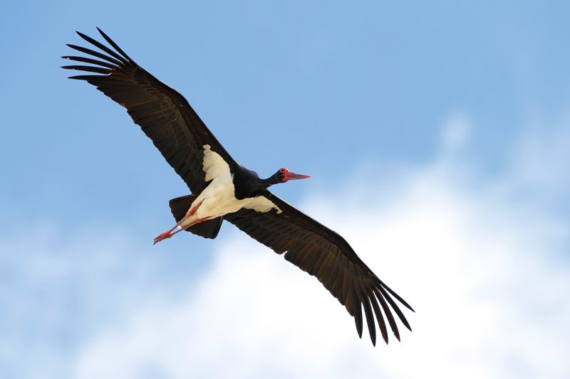 Black Stork (Ciconia nigra)