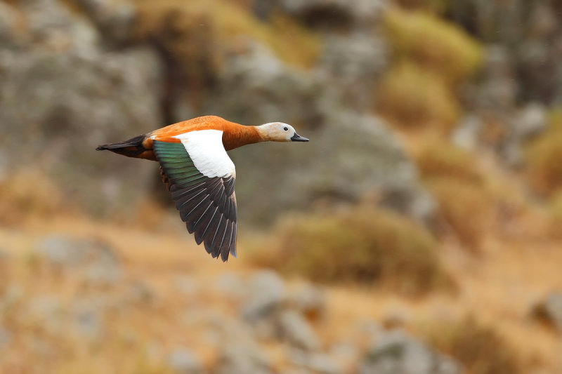 Ruddy Shelduck (Tadorna ferruginea)