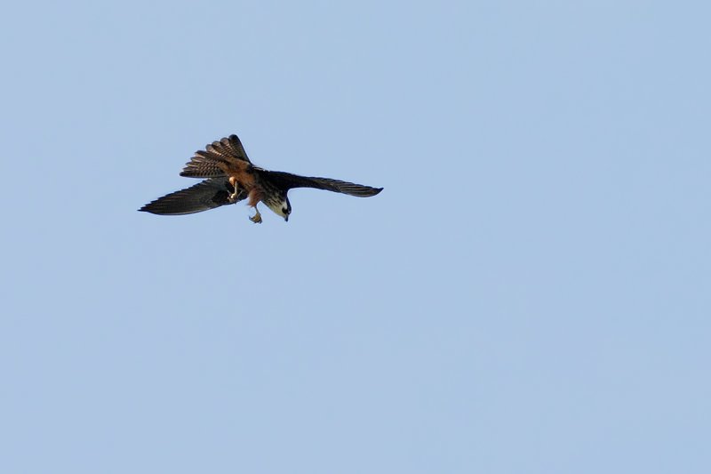 Eleonora's Falcon (Falco eleonorae)