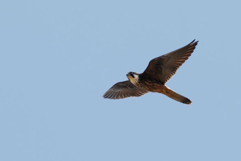 Eleonora's Falcon (Falco eleonorae)