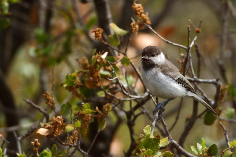 Sombre Tit (Poecile lugubris)