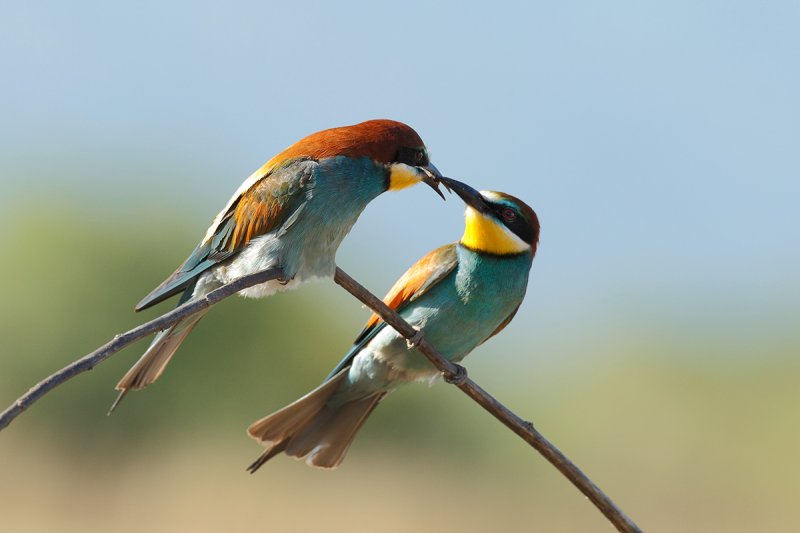 European Bee-eater(Merops apiaster)