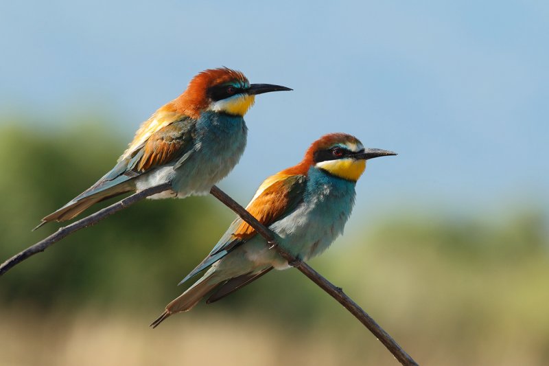 European Bee-eater(Merops apiaster)