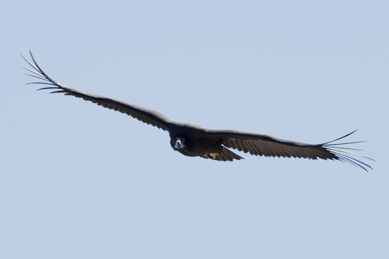 Eurasian Black Vulture (Aegypius monachus)