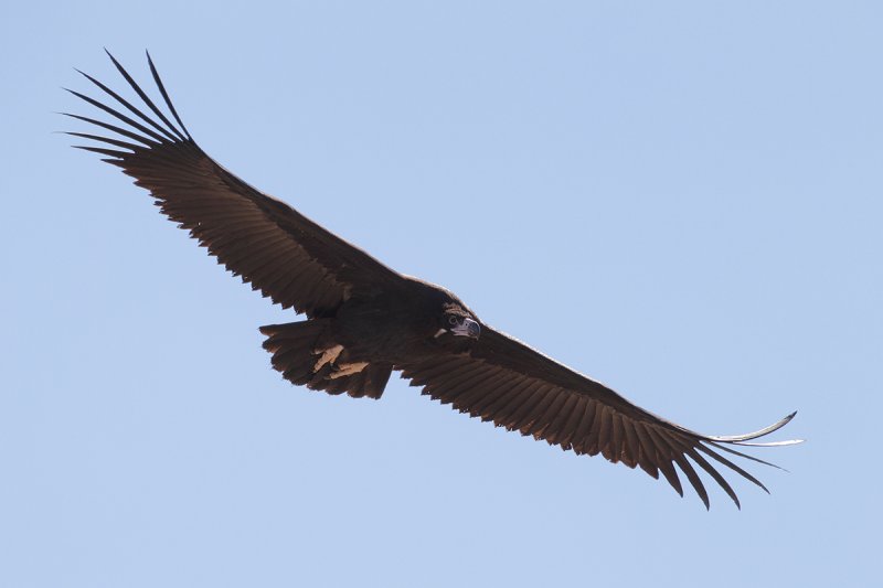 Eurasian Black Vulture (Aegypius monachus)