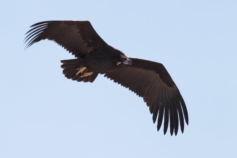 Eurasian Black Vulture (Aegypius monachus)