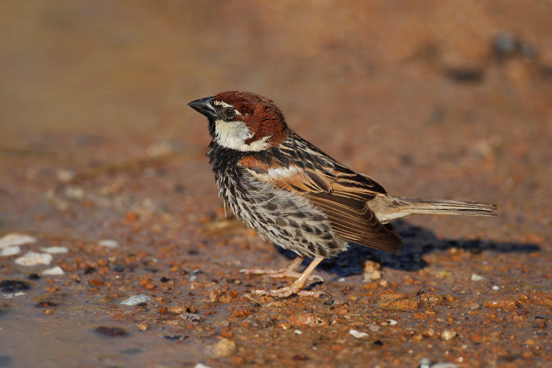 Spanish Sparrow (Passer hispaniolensis) 