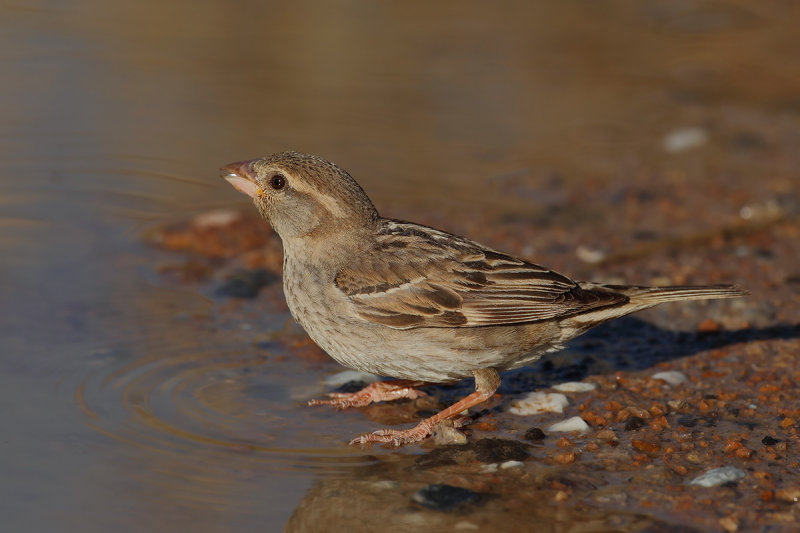 Spanish Sparrow (Passer hispaniolensis) 
