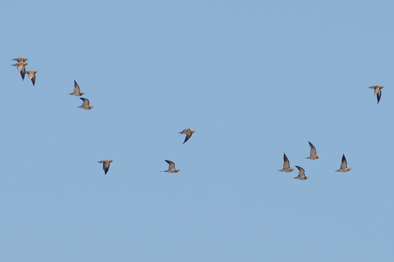 Pin-tailed Sandgrouse (Pterocles alchata)