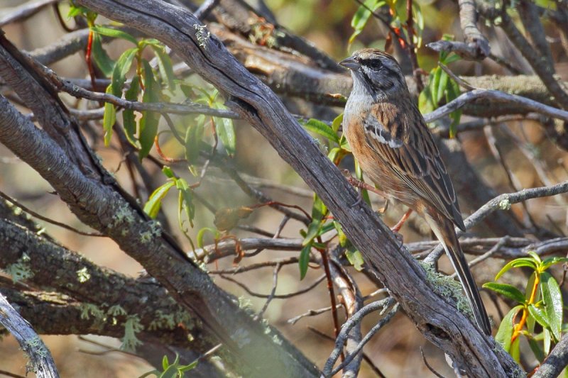 Gallery Rock Bunting