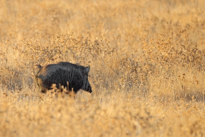 Wild boar  (Sus scrofa)