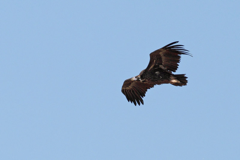 Eurasian Black Vulture (Aegypius monachus)