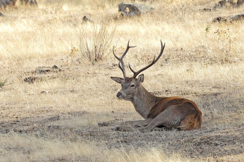 Red Deer - (Cervus elaphus hispanicus)