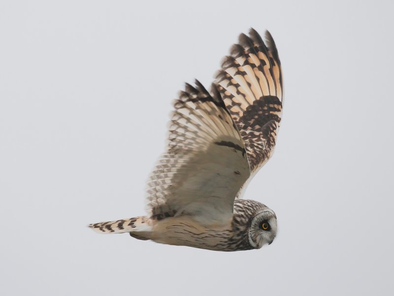 Close flyby
