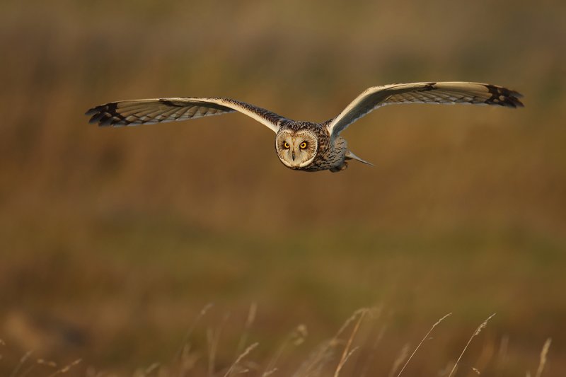 Incoming !