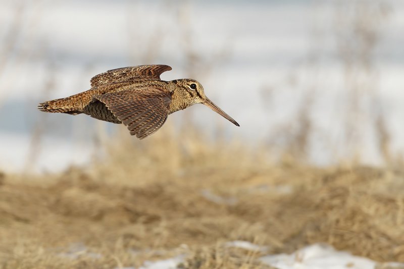 Eurasian Woodcock, Scolopax rusticola 