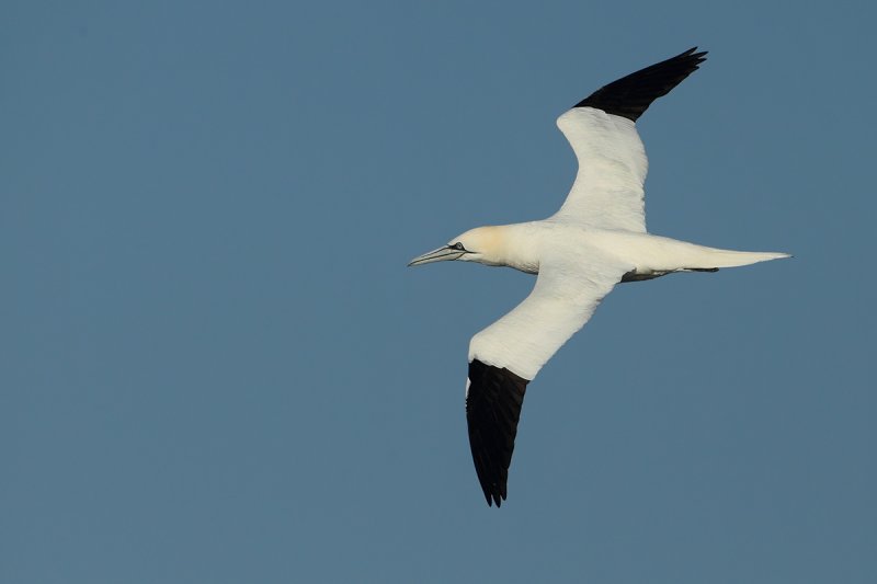 Gannets