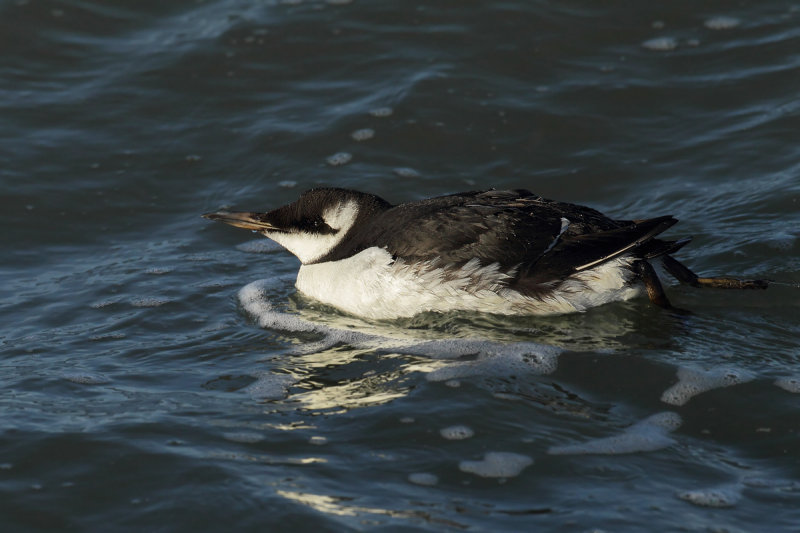 Common Guillemot (Uria aalge)