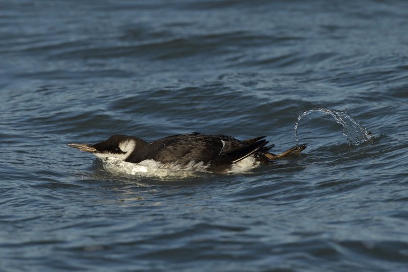 Common Guillemot (Uria aalge)