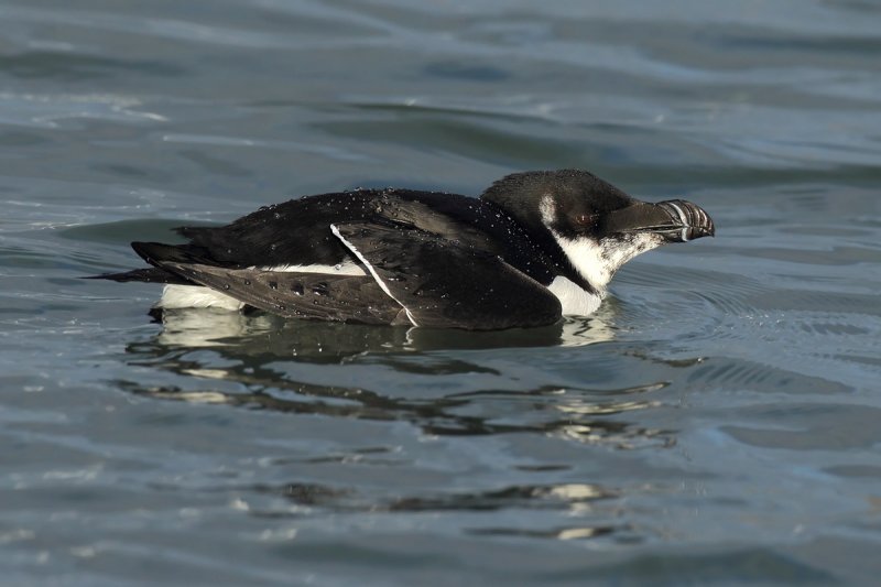 Razorbill (Alca torda)