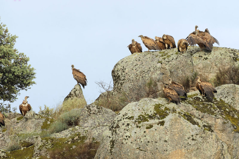 Griffon Vulture (Gyps fulvus)