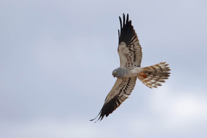 Montagu's Harrier (Circus pygargus)