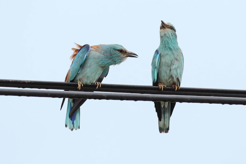 European Roller (Coracias garrulus)