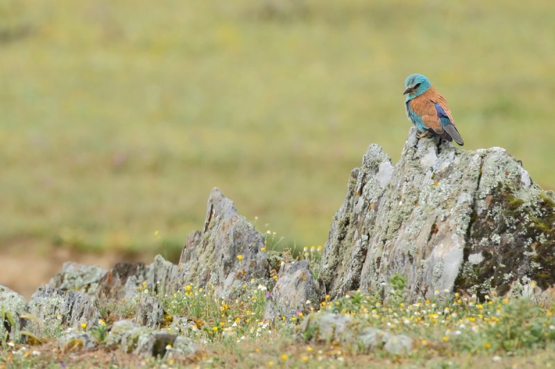 European Roller (Coracias garrulus)