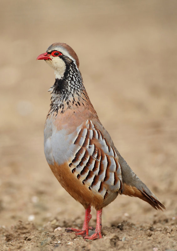 Red-legged Partridge (Alectoris rufa) 