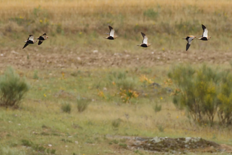 Black-bellied Sandgrouse (Pterocles orientalis)