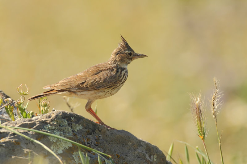 Crested Lark (Galerida cristata)