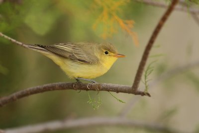 Gallery Icterine Warbler