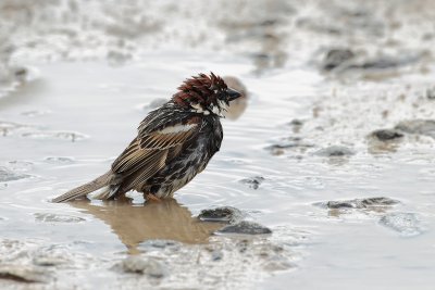 Spanish Sparrow  (Passer hispaniolensis)