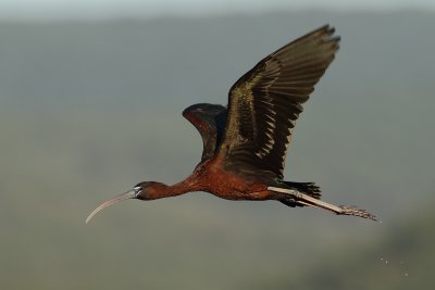 Glossy Ibis (Plegadis falcinellus)