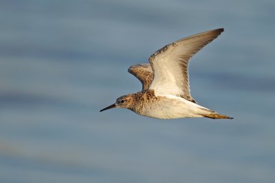 Ruff (Philomachus pugnax)