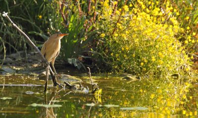 Little Bittern Lesvos